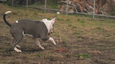 köpek yavrusu stafford sahada oynuyor.