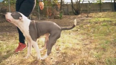 köpek yavrusu stafford sahada oynuyor.
