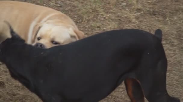 Doberman en labrador spelen — Stockvideo