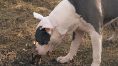 Stafford bir ahşap bar nibbles