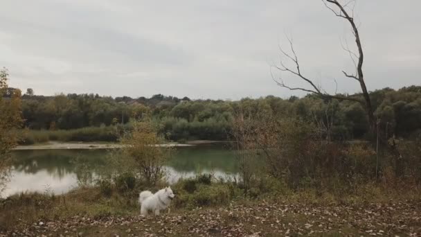 Samoyed cão no parque — Vídeo de Stock