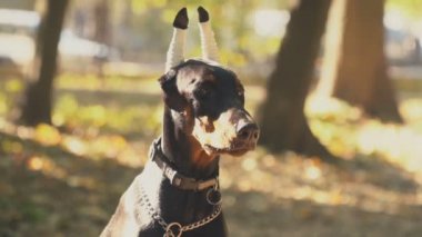 Doberman siyah köpek parkta