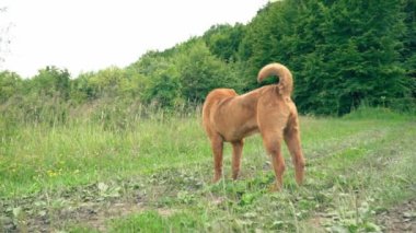cins shar pei