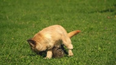 bir köpek ve kedi Savaşı