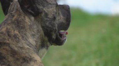 köpek Pitbull şeklinin