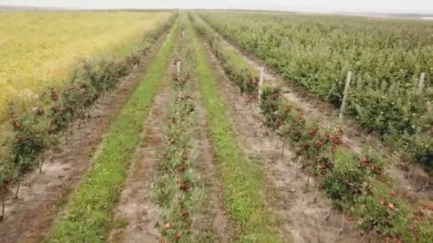 Яблучний сад з видом на птахів — стокове відео