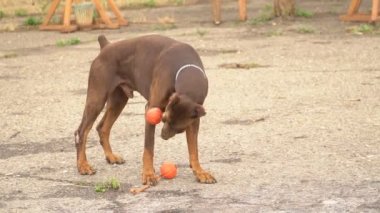 Doberman köpek oyun
