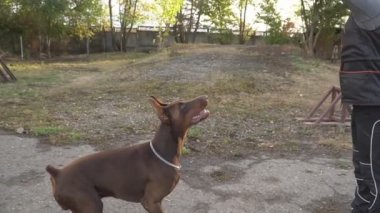 köpek doğurmak Doberman atlar ve bir oyuncak yakalamak çalışır