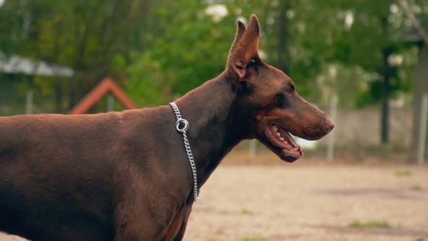 Dobermann honden op de speelplaats — Stockvideo
