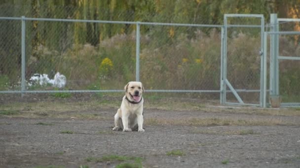 Raza perro labrador color dorado — Vídeo de stock