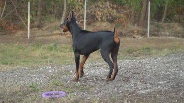 Doberman doğurmak köpek havlıyor