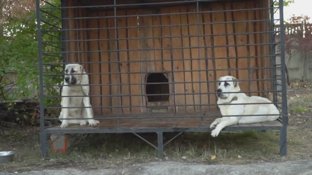 Dogs breed Alabai in the aviary — Stock Video