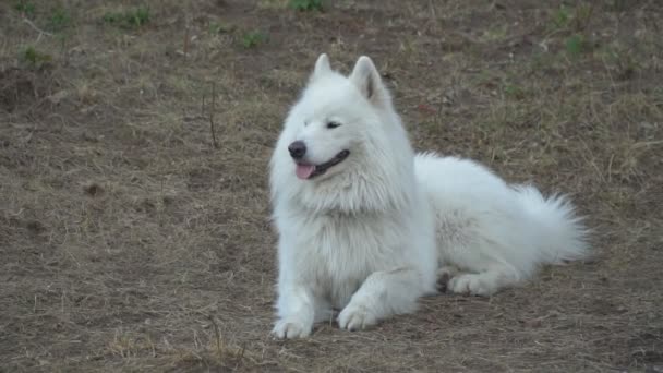 chien des Samoyed 