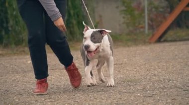 Bahçesi, Stafford köpek yavrusu