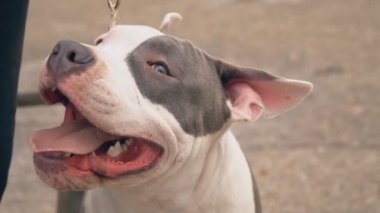 Bahçesi, Stafford köpek yavrusu