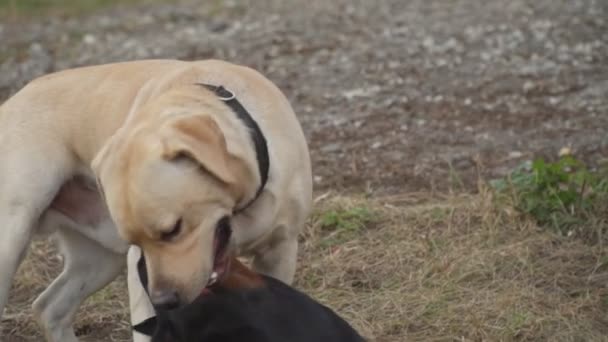 Doberman y labrador juegan — Vídeos de Stock