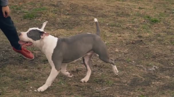 강아지 stafford 법원에 재생 — 비디오