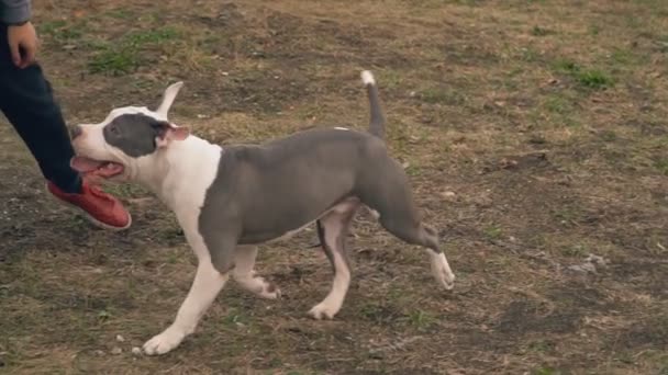 Puppy stafford plays on the court — Stock Video