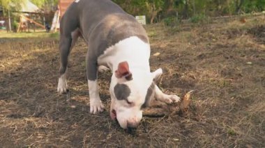 Stafford bir ahşap bar yakın çekim kemiren