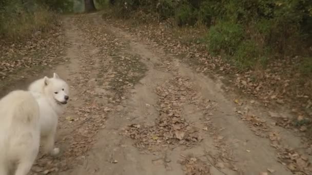 Samoyed köpek park — Stok video