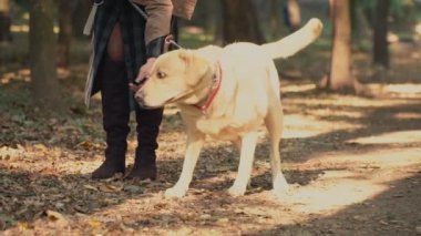 köpek doğurmak labrador altın renk