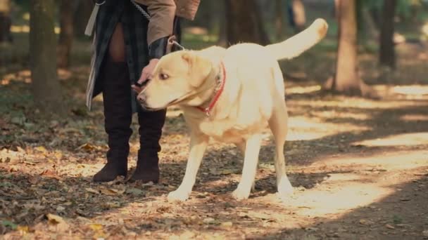 Raza perro labrador color dorado — Vídeos de Stock