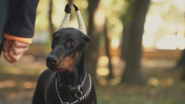 Hunderasse Dobermann im Park — Stockvideo