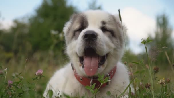 Cachorro da raça Alabai — Vídeo de Stock