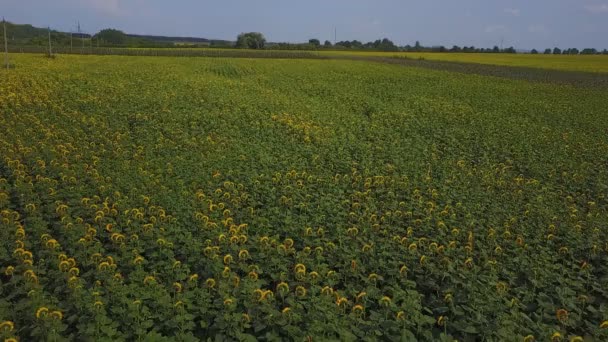 Bloemen van zonnebloem — Stockvideo