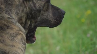 köpek Pitbull şeklinin