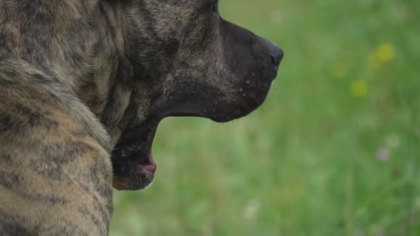 Dog of the pit bull shape — Stock Video