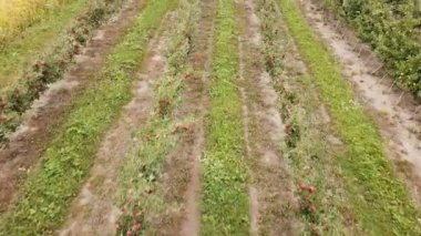 bir kuş bakışı görünüme dan elma bahçesi