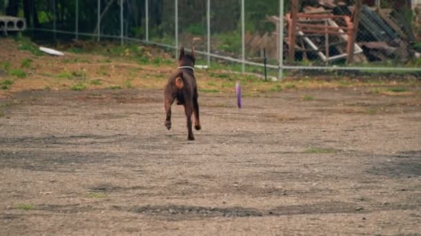 Doberman perro juega con un anillo de goma — Vídeos de Stock