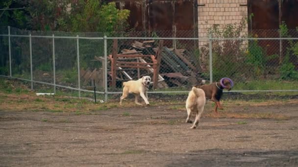 Доберман порода собак гавкає — стокове відео
