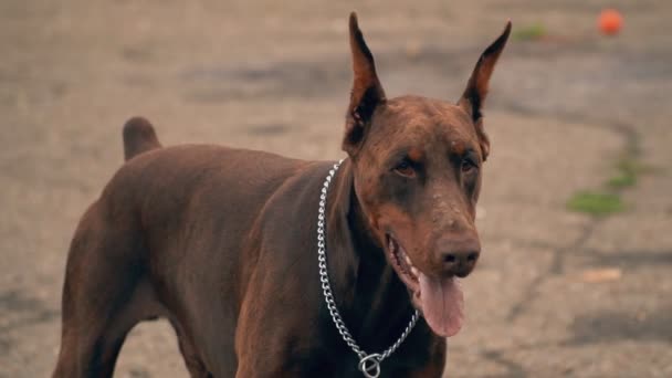 Dobermann honden op de speelplaats — Stockvideo