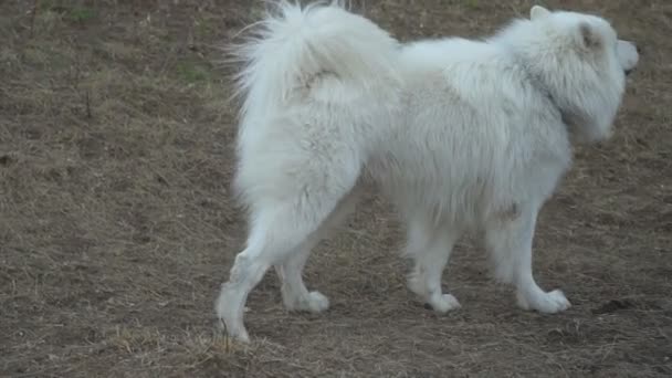 Branco Samoyed Cão Parque Infantil — Vídeo de Stock