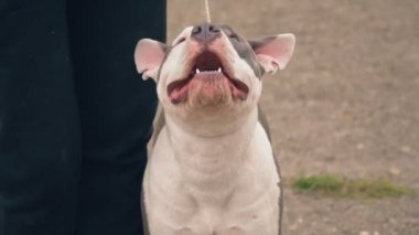 Bahçesi, Stafford köpek yavrusu
