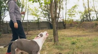 köpek yavrusu stafford sahada oynuyor.
