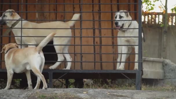 Hundar rasen herdehund valpar i voljär — Stockvideo