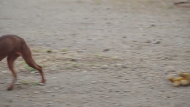 Race de chien Miniature Pinscher — Video