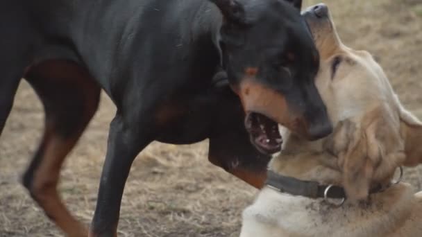 Dobermann und Labrador spielen — Stockvideo