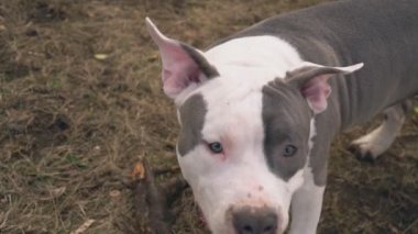 Stafford bir ahşap bar nibbles