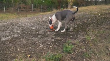 köpek yavrusu stafford sahada oynuyor.