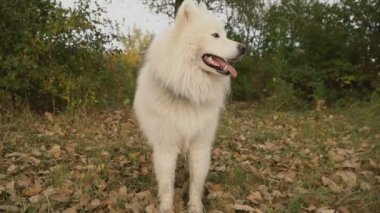 Samoyed köpek park