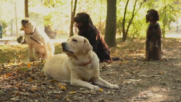 Köpek doğurmak labrador altın renk — Stok video