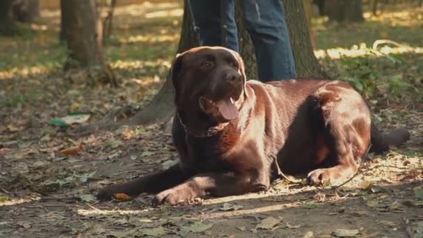 Köpek doğurmak labrador altın renk — Stok video