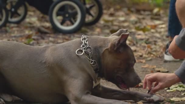 Raças de cães stafford — Vídeo de Stock