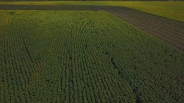 Ayçiçeği çiçekler