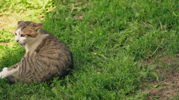 A batalha de um cão e um gato — Vídeo de Stock