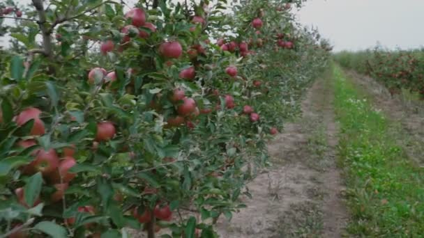 Красные яблоки крупным планом — стоковое видео